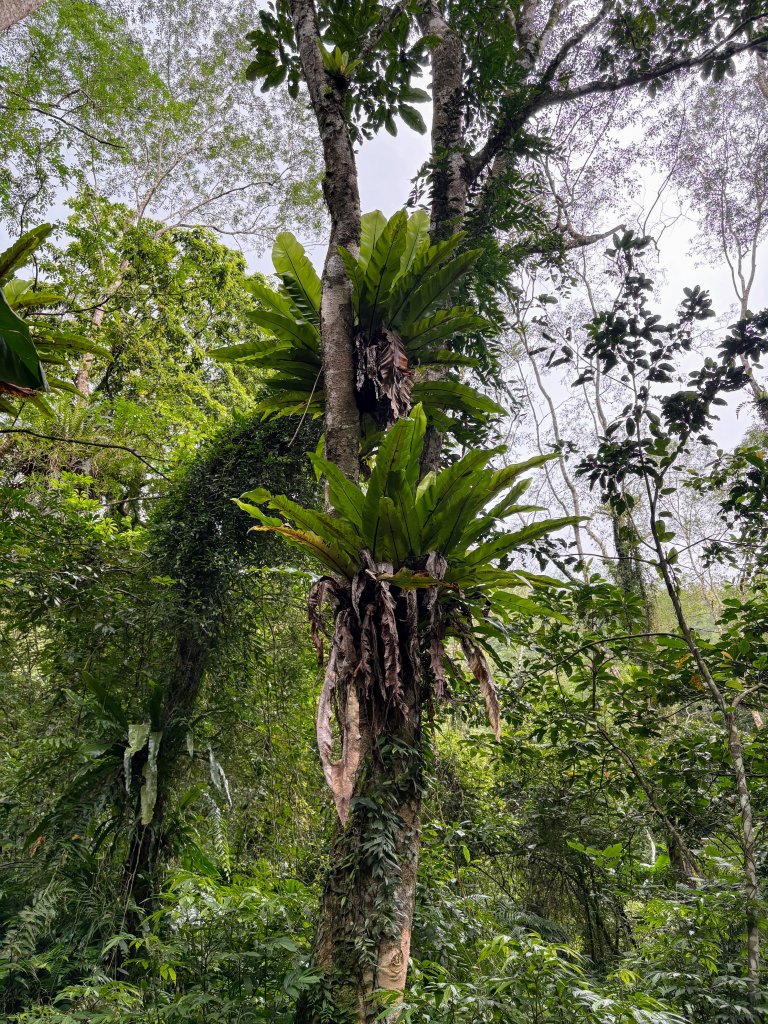 鯉魚山步道群_2728311