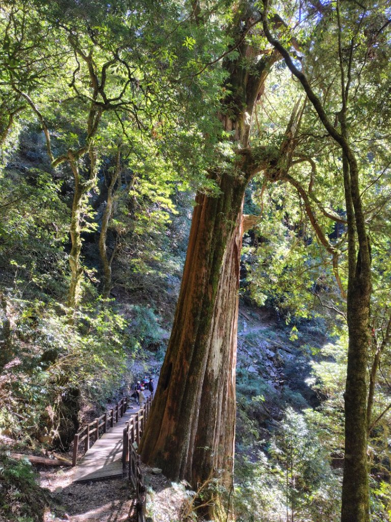 大雪山森林遊樂區 遊客中心 小神木 北三錐山 平石山西北峰_2952925