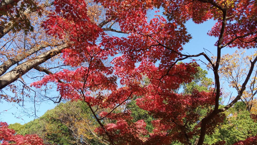 東京都澀谷區代々木公園_760992