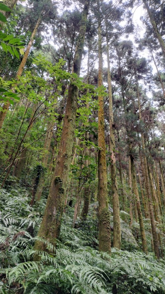 烏來桂山路華林-四崁水山-大桶山東峰-桂山路206號-桂山路-華林_2536093