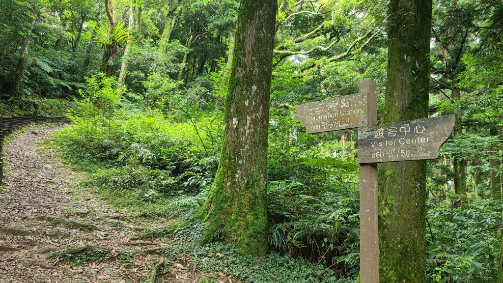 東眼山步道_1066650