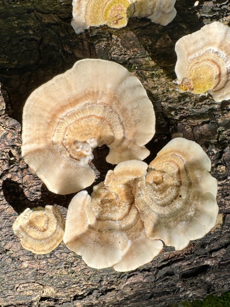 生態環境豐富的仁山植物園 感受鑑湖秋月-梅花湖的魅力_2953852