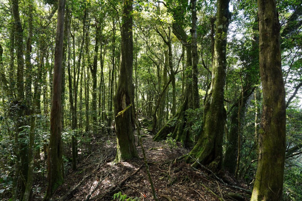 新竹 五峰 油羅山、霞山_2798252