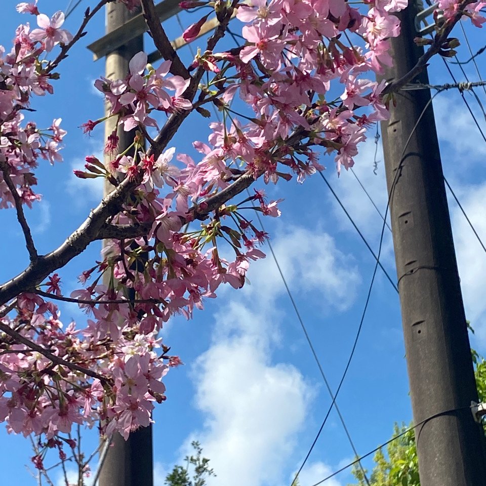 貓空_1305332