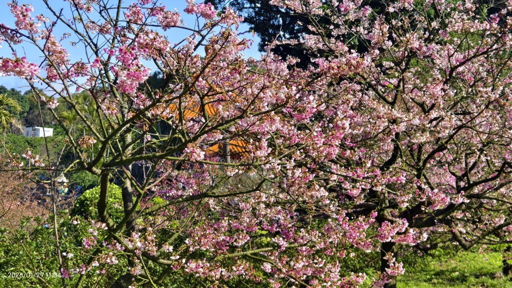 追花是簡單的快樂，賞花是恬淡的幸褔 1/29 & 2/2_2990552