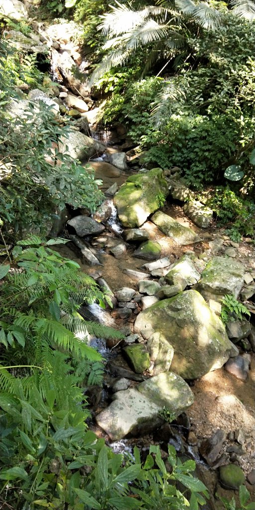 202102 三峽動物縱走小O繞_1278947