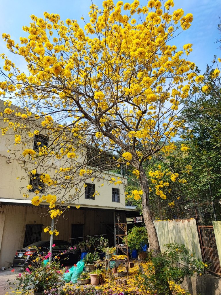 坑內坑森林步道-(彰化)臺灣百大必訪步道_2447010