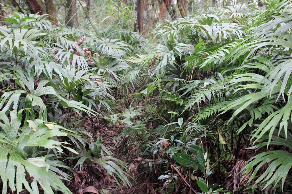 汐止金明山.柯子林山.如意湖O型_291455