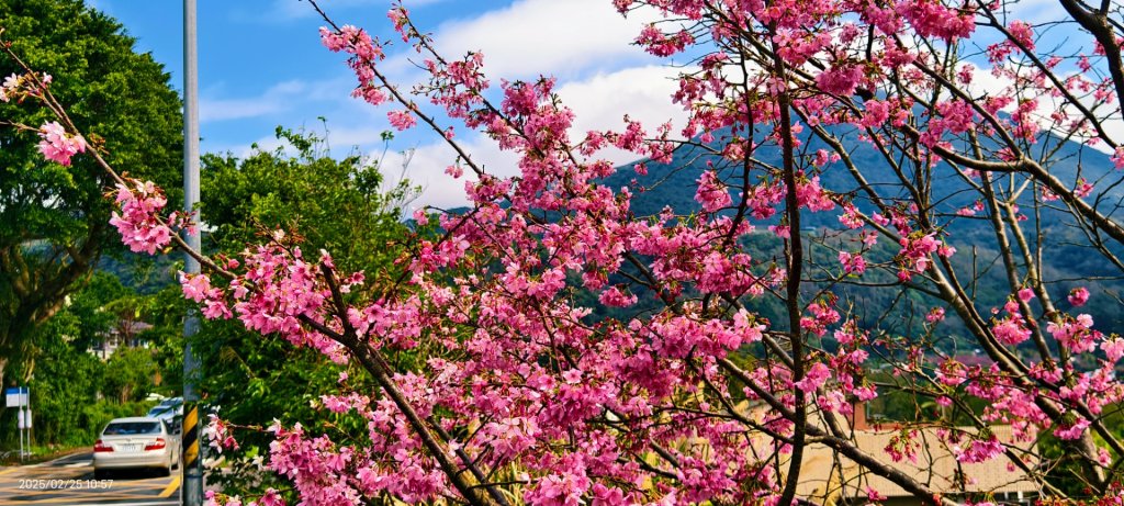追花是簡單的快樂，賞花是恬淡的幸褔 2/25_2720157