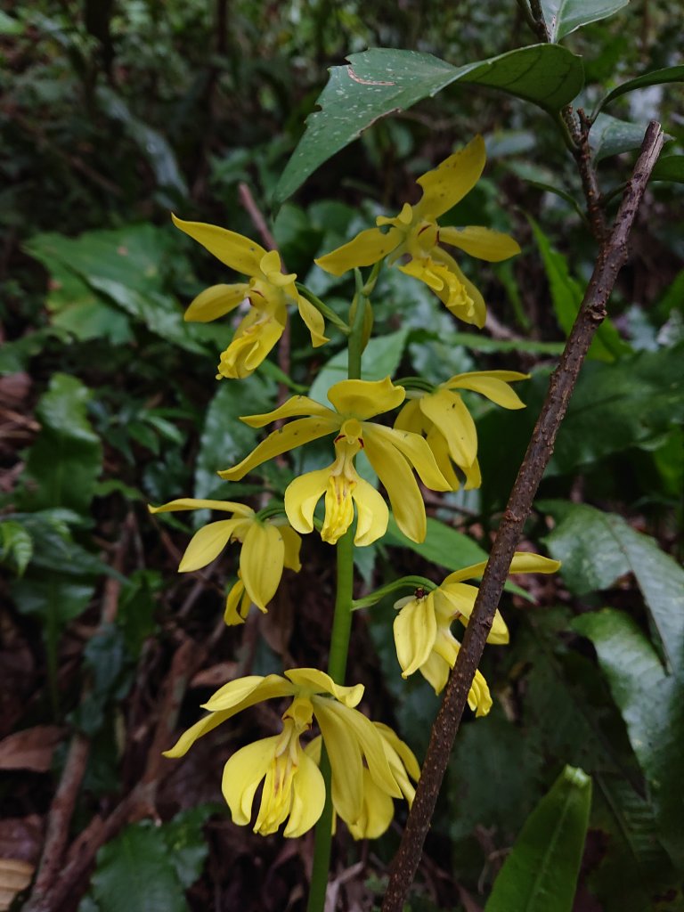 水田林道上貴妃山-鞍部石猴-那結山O型走_1307496