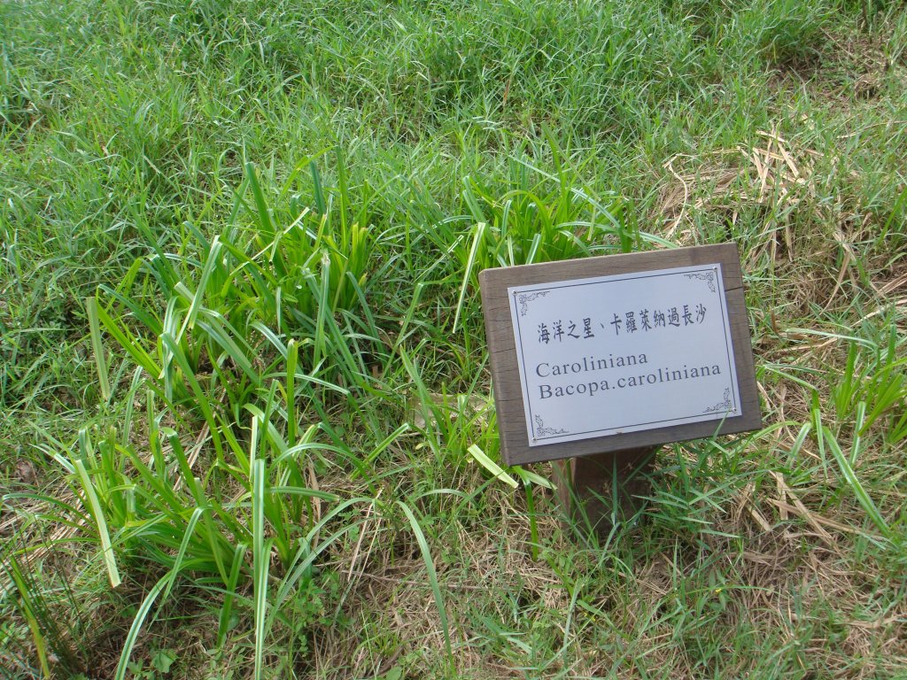 忠勇山親山步道_1793026