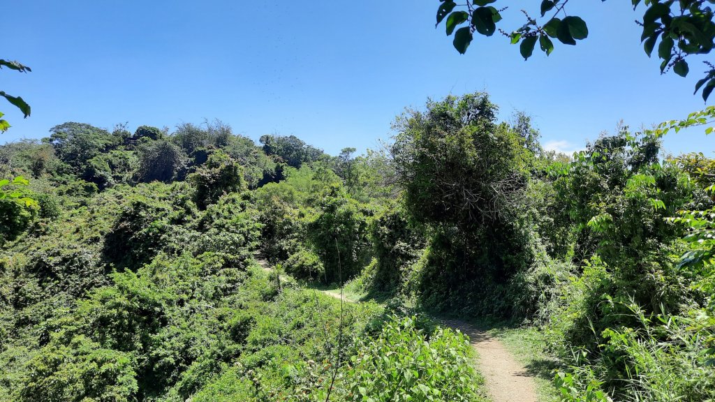 《雲林》紫斑蝶廊道｜龍過脈森林步道20220404_1662219