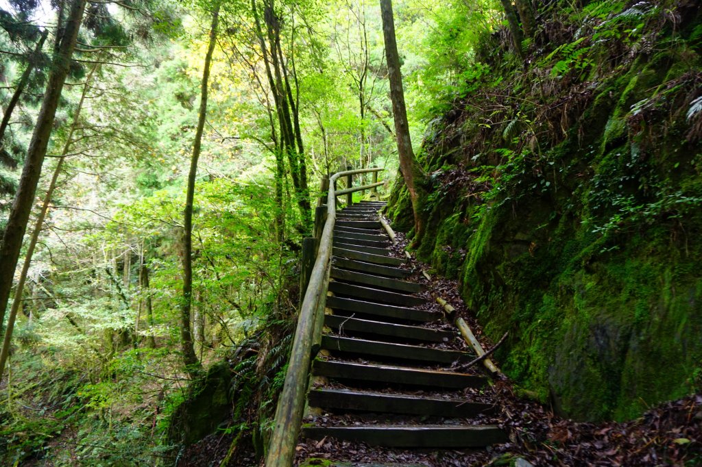 檜山巨木森林步道_481545