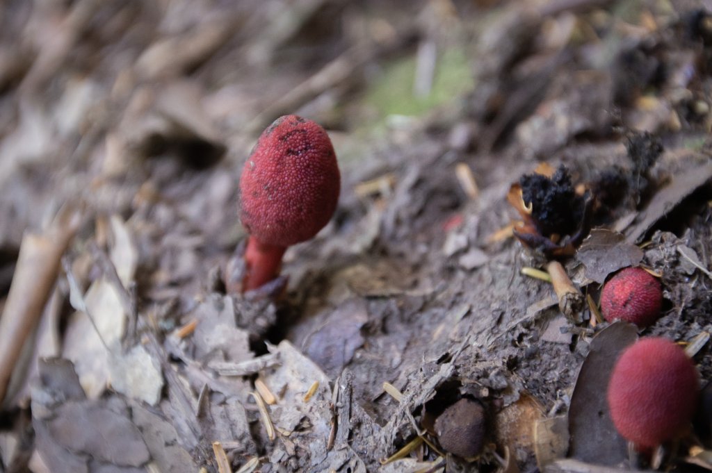 復興三尖之夫婦山 & 雪霧鬧部落_1921682