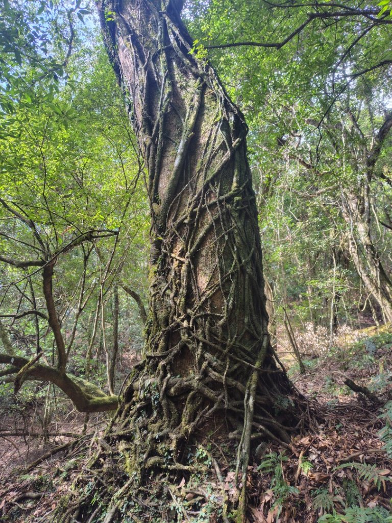 東埔走八通關古道訪龍貓公車繞對關山O型_2963072