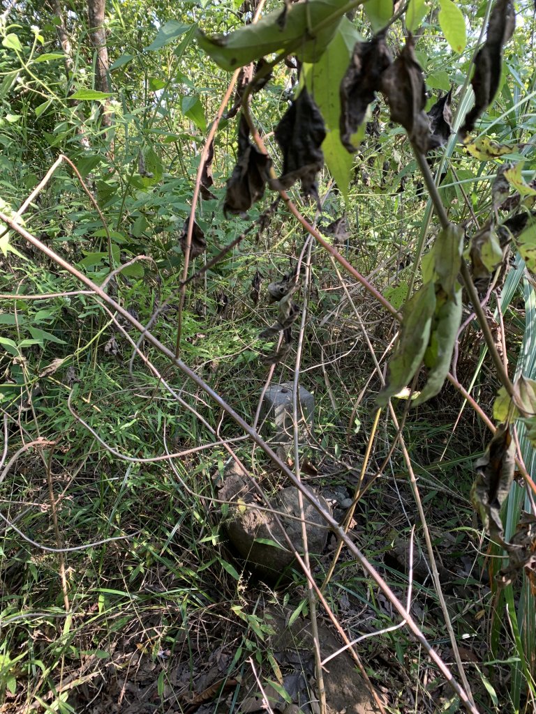 20251122高雄笠山-坦水衍山_2945358