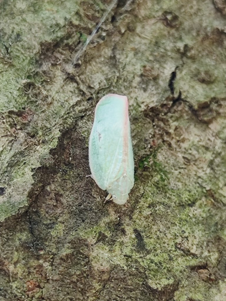 後花園散散步_2855165