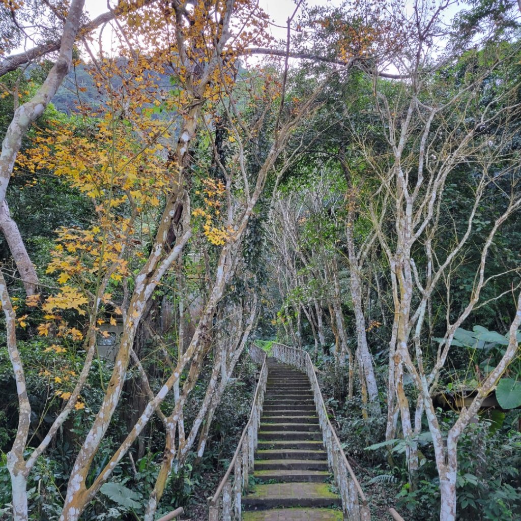 鳳凰谷步道_1965917