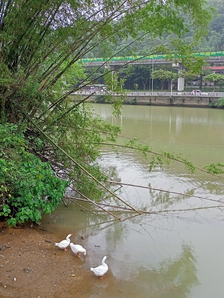 大溝溪生態治水園區、大湖公園 (防災公園) 【走路趣尋寶】_1898085