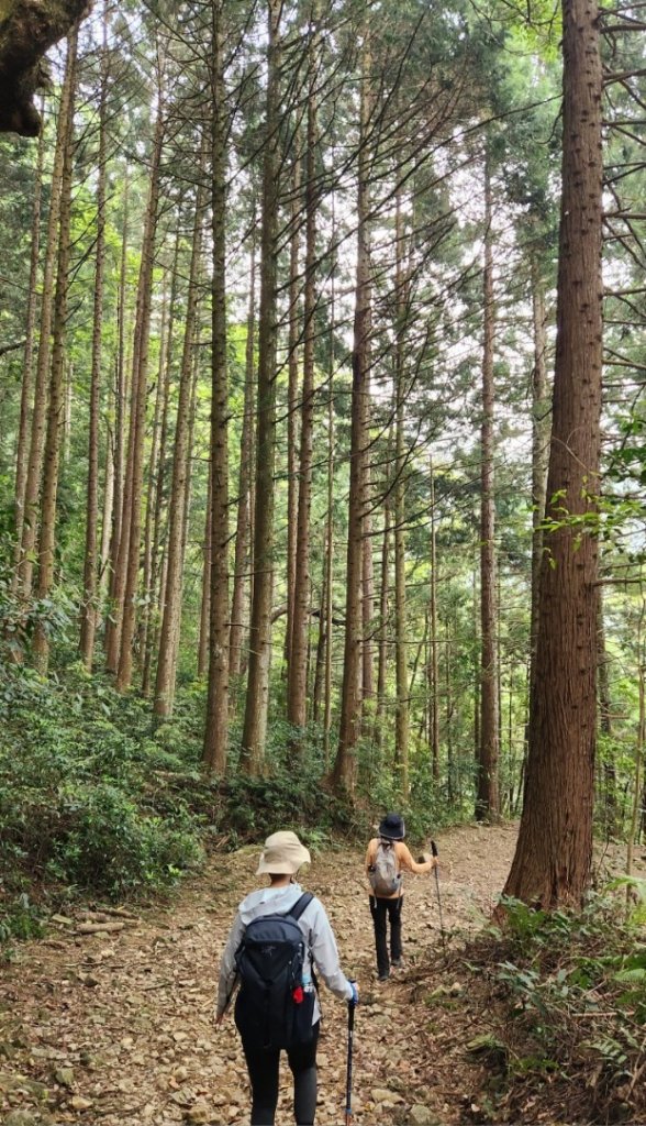 【中級山縱走】最美中級山，鳶嘴西稜縱走（鳶嘴山，醜崠山，長壽山）_2741395