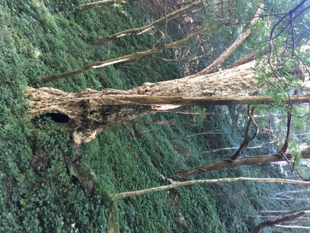 鳥結o. (內鳥嘴、那是山_2595892