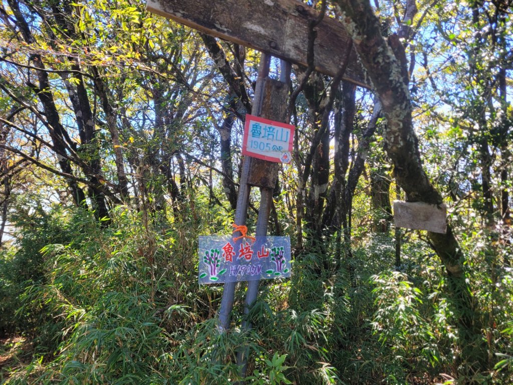 20231118 南插天山 魯培山 山毛櫸秘境_2355677