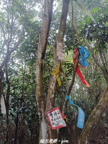 【苗栗銅鑼】健行賞花兩相宜。 銅鑼雙峰山x2023杭菊花季_2355276