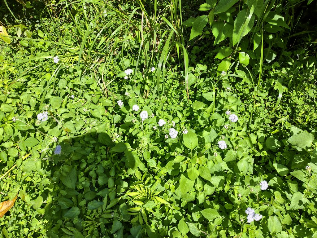 [百山百鳥尋旅-05/15] 2025_0830 溪頭賞鳥步道_銀杏步道_2875512