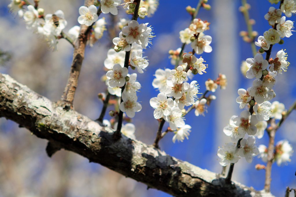 【南投~信義 】牛稠坑賞梅_1254910