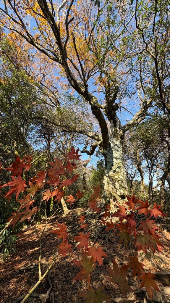 山毛櫸的「最後一舞」_2955300