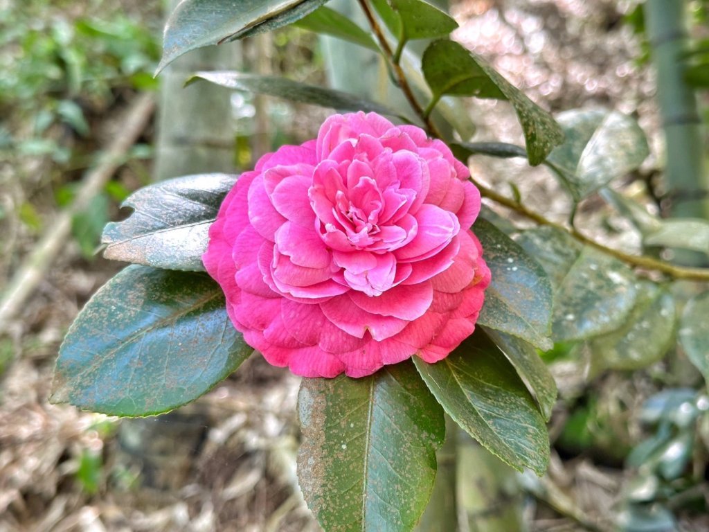 溪頭六連峰O繞_2741716