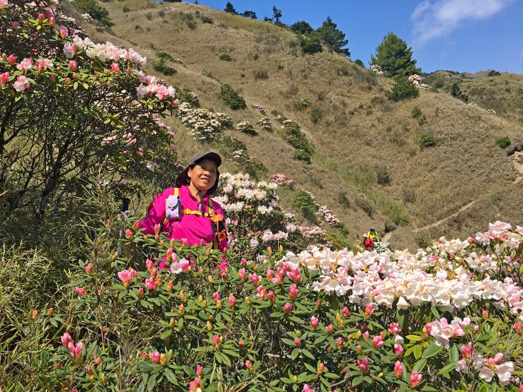 小奇萊賞杜鵑   2019/04/10_564035