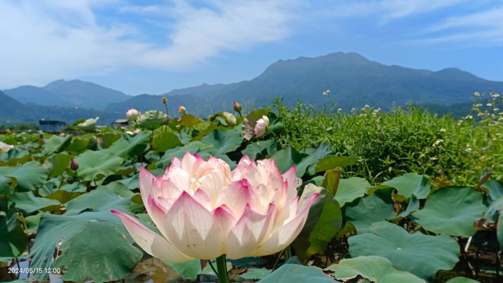 雲山水花鳥蝶-天龍國阿伯的日常5/15封面圖