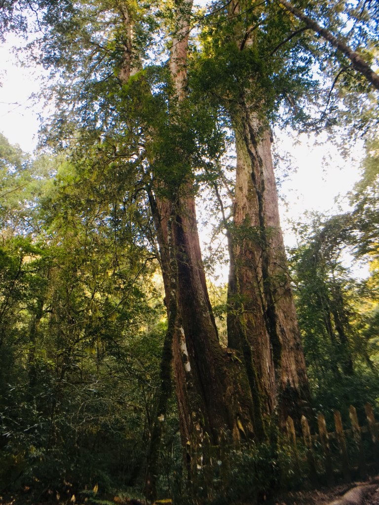 2019.3.3鎮西堡封面圖