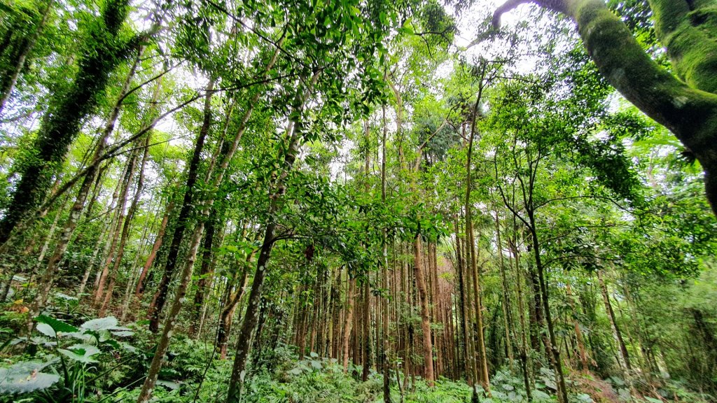 苗栗出雲古道，三通嶺古道（挑炭古道），慈濟山古道，新竹茶亭古道，大山背山，大崎棟古道_1723775