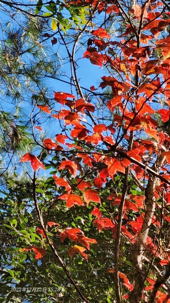 2022霞喀羅古道精華段/養老-白石吊橋賞🍁楓趣_1970440