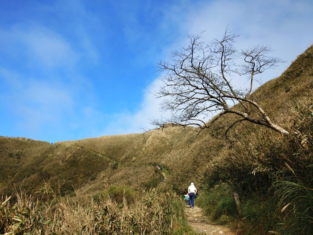 朝聖抹茶山_2949513