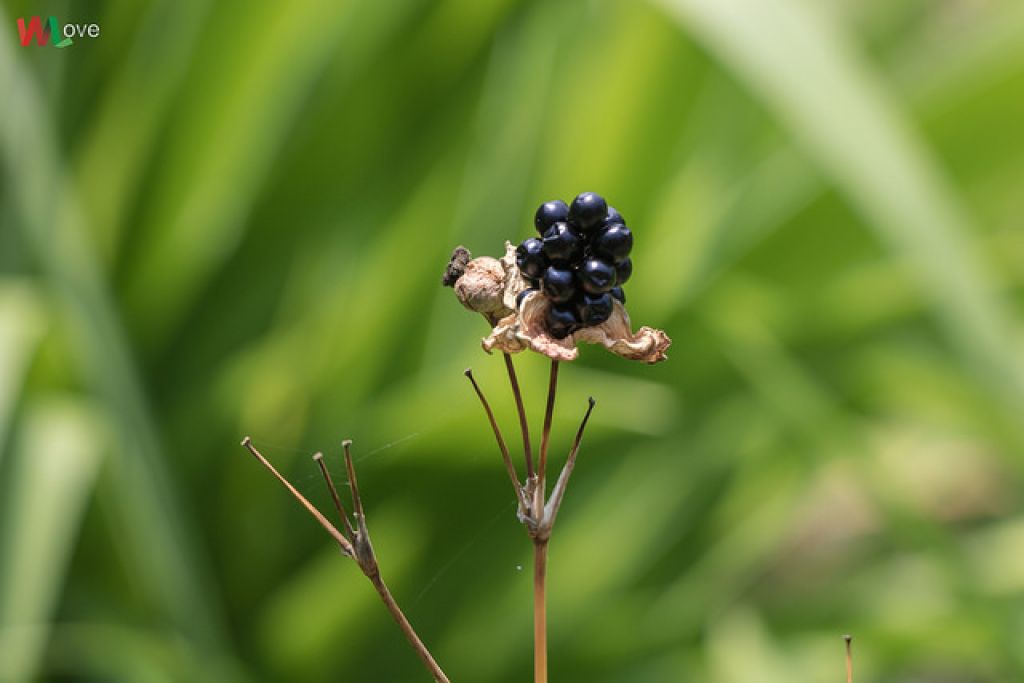 WL 愛旅行【三汀山】_291984