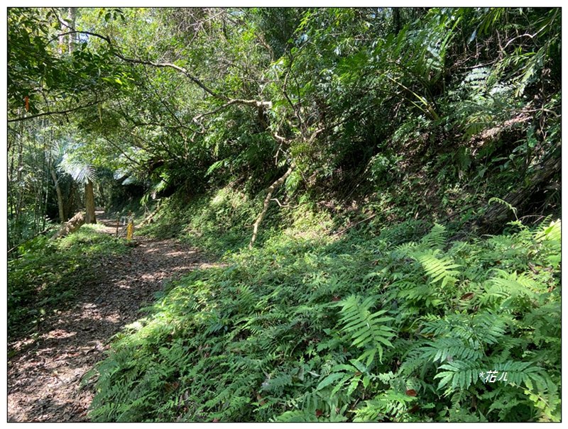 草嶺山、白石山、頭寮山 六連峰 O型路線_2798613