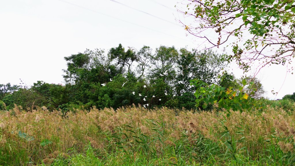 鹿角溪人工溼地_2649191