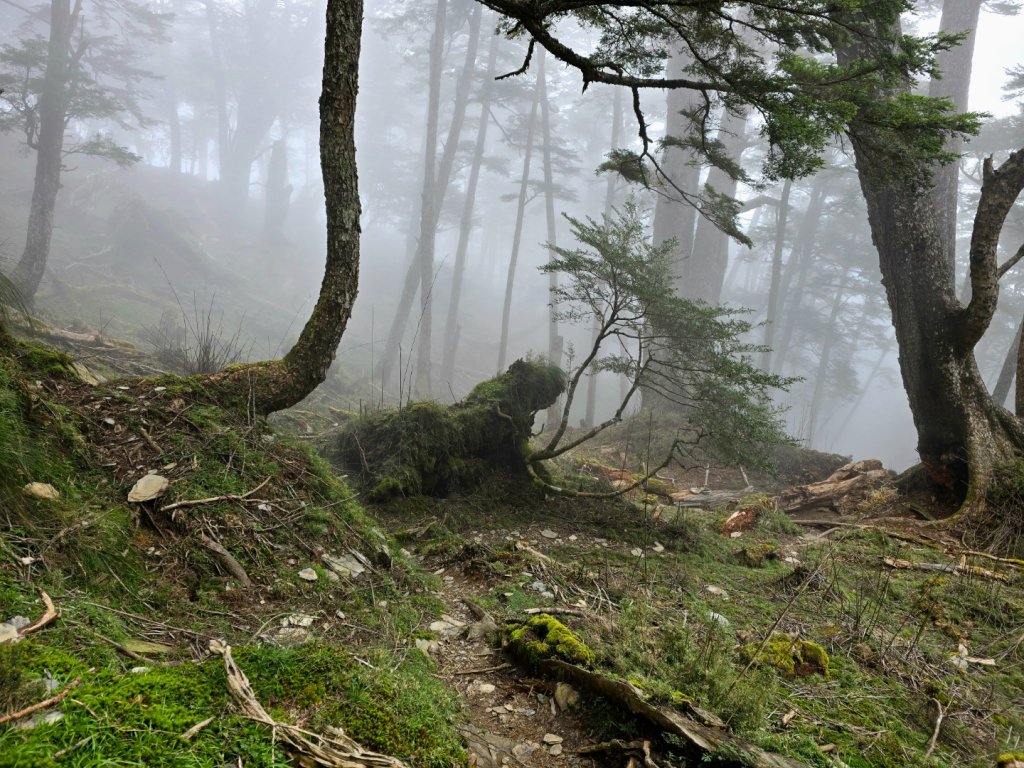 干卓萬山單座百岳驚見‘’萬大豹、水鹿大軍、圓月、雲海、藍天大景封面圖