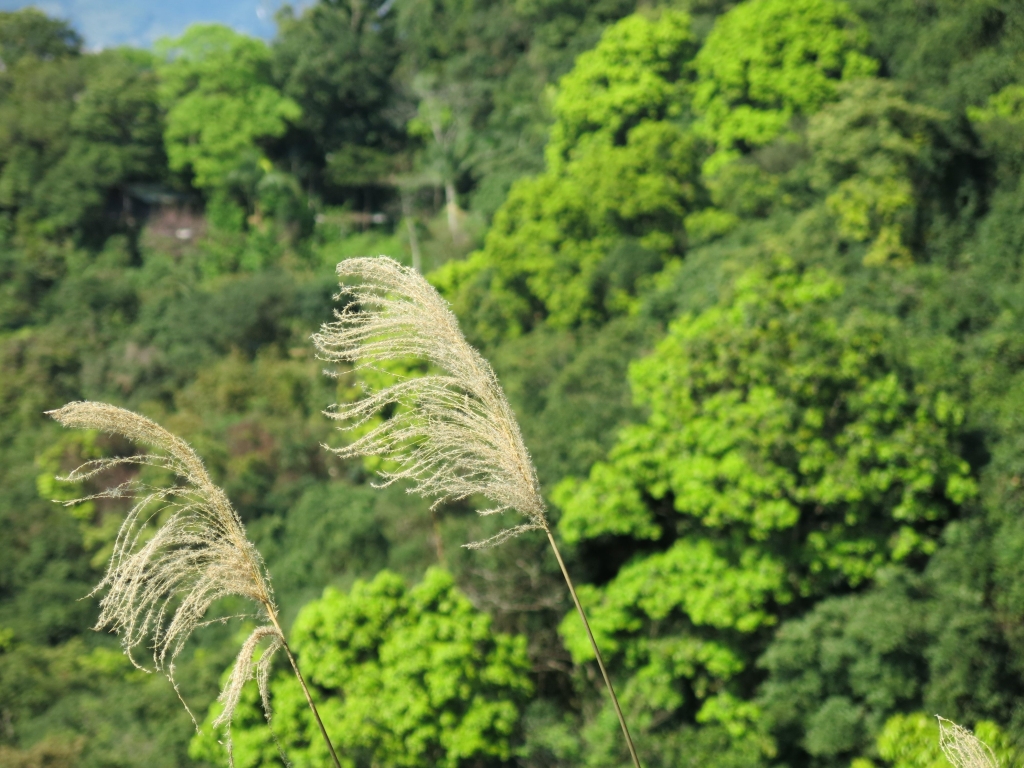 南港山系西段微旅行_51059