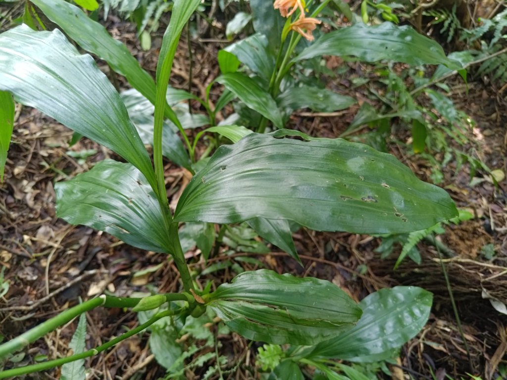 雙流森林遊樂區婆豬古山連走雙流瀑布帽子山_2652673