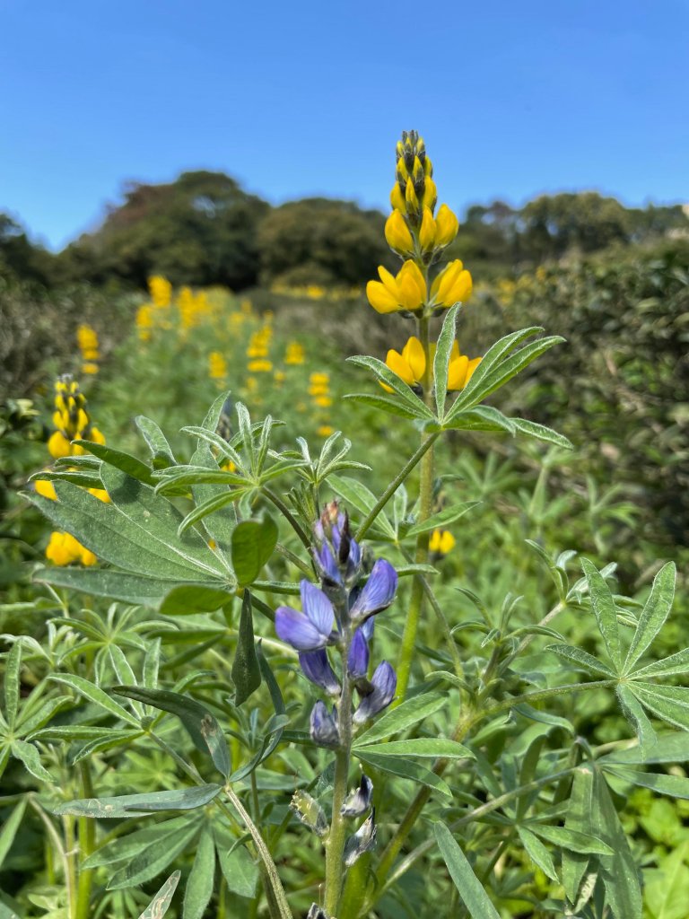 【桃園】魯冰花春色滿茶山_1621925