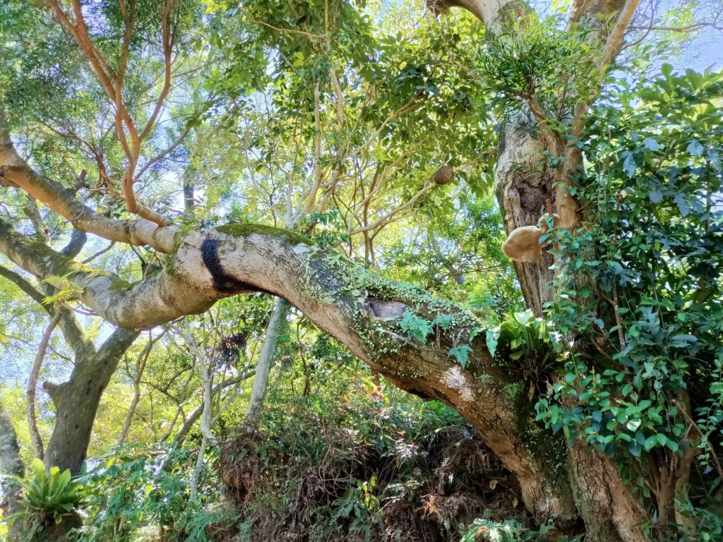 大縱走第七段-茶香縱走封面圖