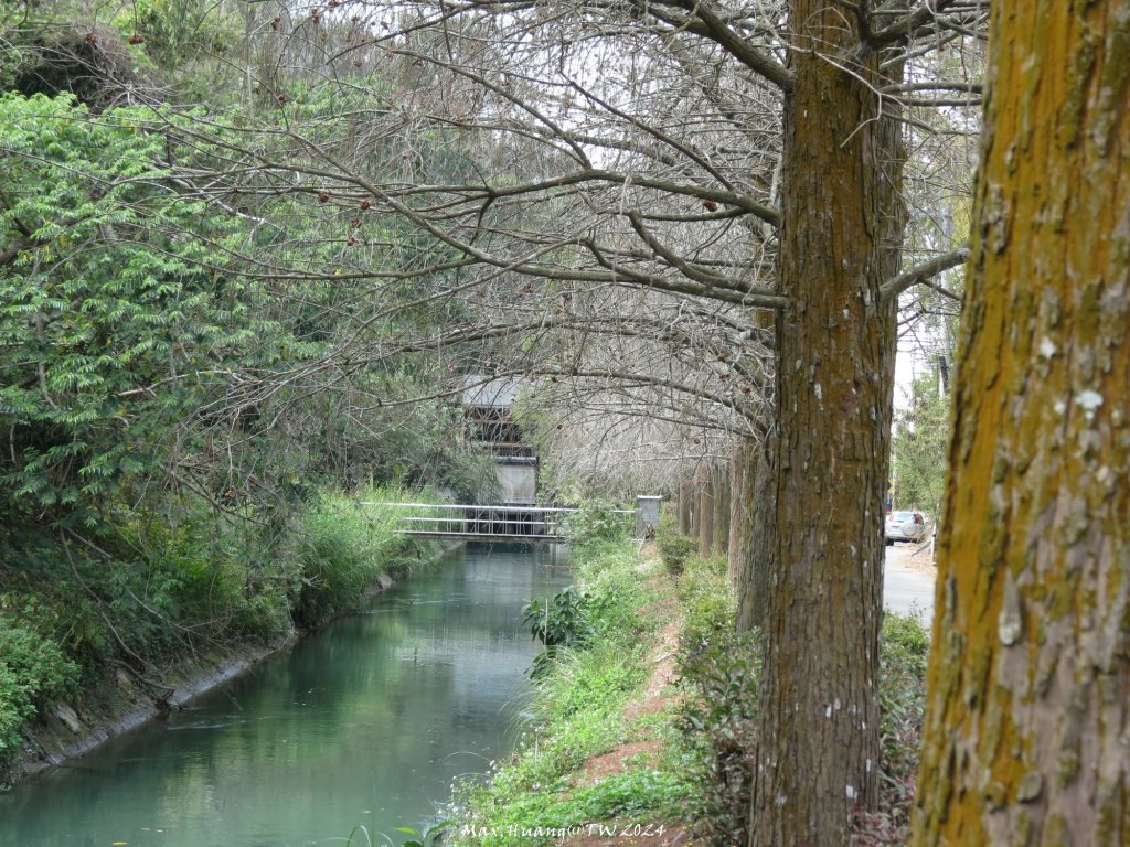 《台中》漫櫻飄舞｜后里泰安櫻花季健行20240225_2436863