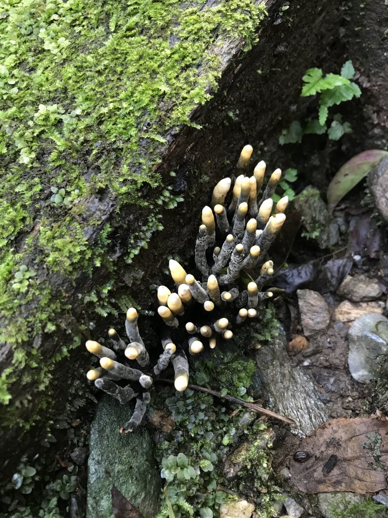 小百岳 編號89號 鯉魚山_893496