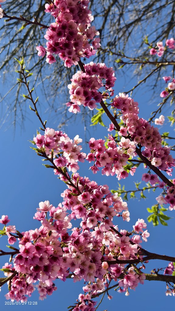 追花是簡單的快樂，賞花是恬淡的幸褔 1/29 & 2/2_2990580