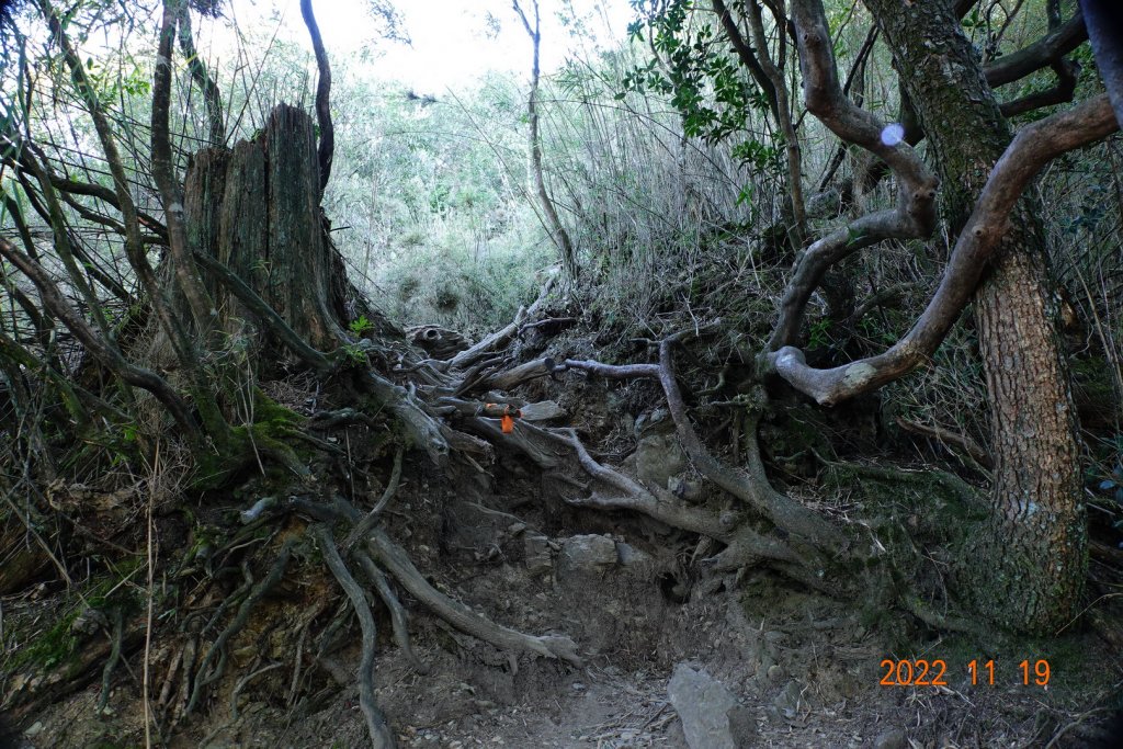 南投 信義 西巒大山_1922357