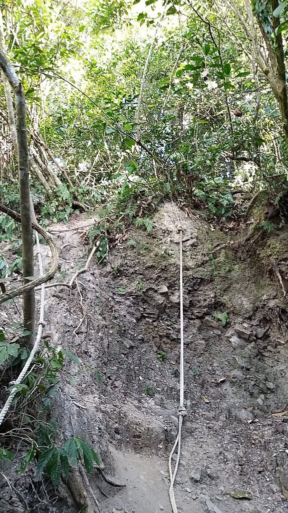 230202-櫻花盛開，梅花暗香，小百岳#068東藤枝山+藤枝山。美美兔預期好天氣，走入山林去。_2038176